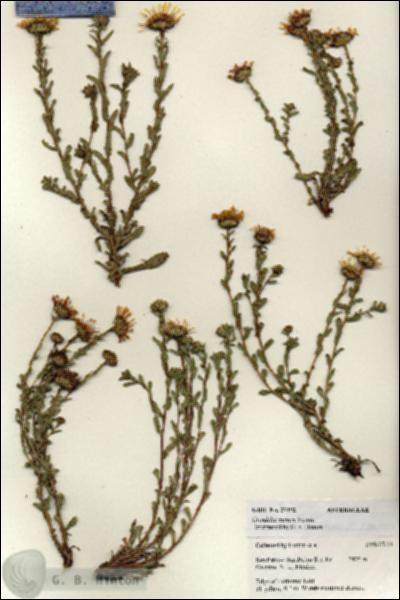 URN_catalog_HBHinton_herbarium_27192.jpg.jpg