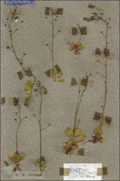 URN_catalog_HBHinton_herbarium_18762.jpg.jpg
