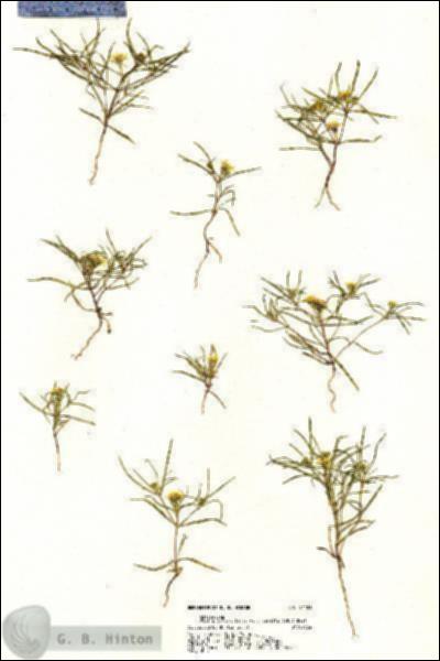 URN_catalog_HBHinton_herbarium_21101.jpg.jpg