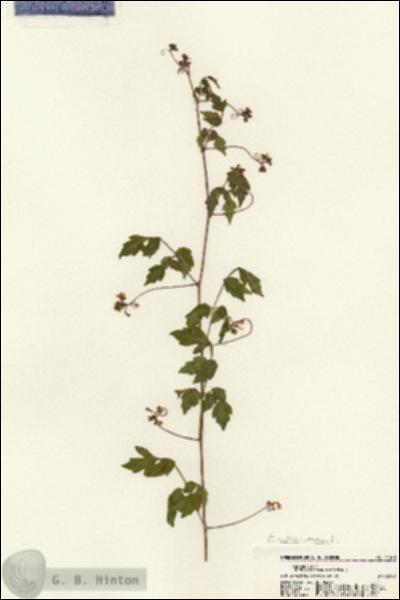 URN_catalog_HBHinton_herbarium_21158.jpg.jpg