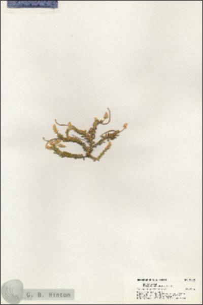 URN_catalog_HBHinton_herbarium_20958.jpg.jpg