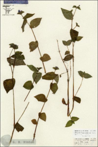 URN_catalog_HBHinton_herbarium_26665.jpg.jpg