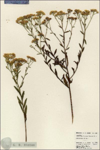 URN_catalog_HBHinton_herbarium_23824.jpg.jpg