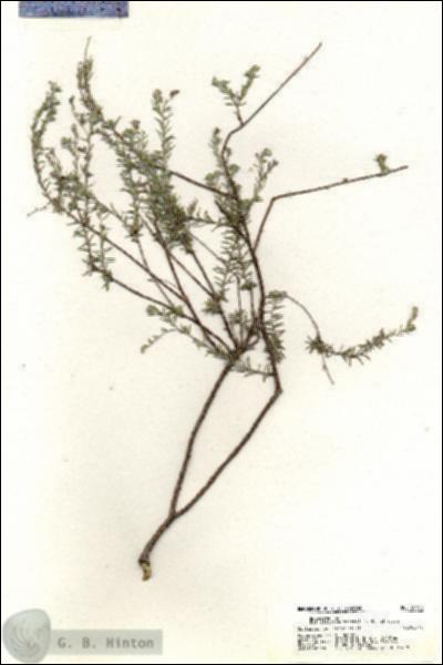 URN_catalog_HBHinton_herbarium_20379.jpg.jpg