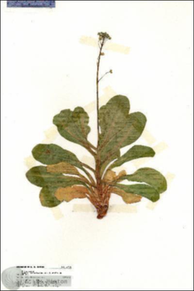 URN_catalog_HBHinton_herbarium_20168.jpg.jpg