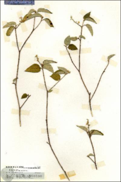 URN_catalog_HBHinton_herbarium_20111.jpg.jpg