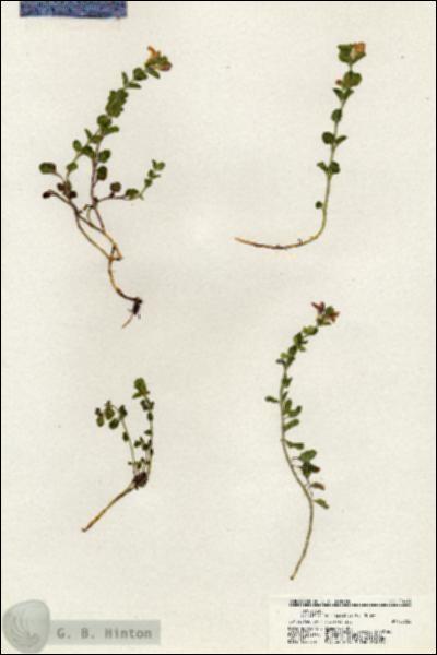 URN_catalog_HBHinton_herbarium_20964.jpg.jpg