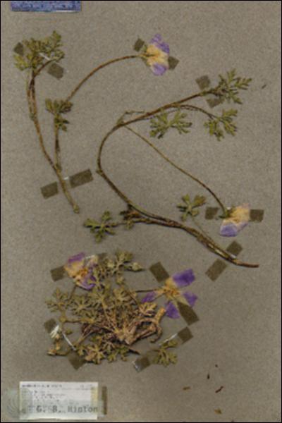 URN_catalog_HBHinton_herbarium_17771.jpg.jpg