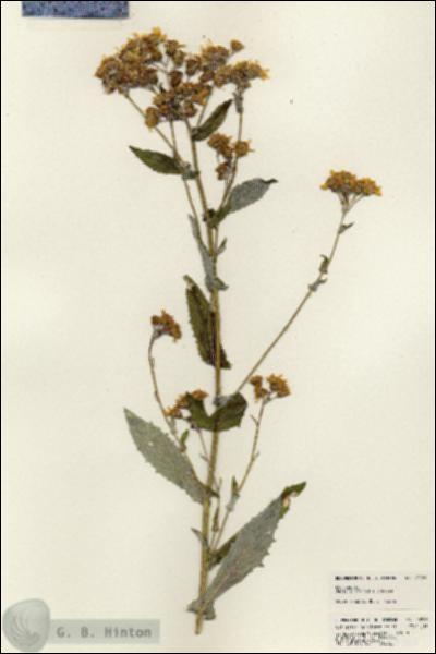 URN_catalog_HBHinton_herbarium_23926.jpg.jpg