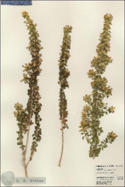 URN_catalog_HBHinton_herbarium_23548.jpg.jpg