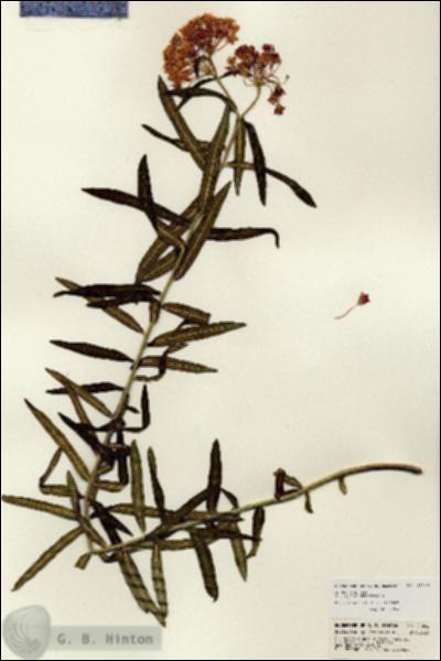 URN_catalog_HBHinton_herbarium_21242.jpg.jpg