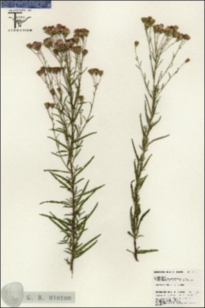 URN_catalog_HBHinton_herbarium_25532.jpg.jpg
