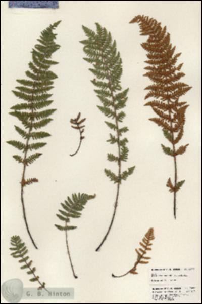 URN_catalog_HBHinton_herbarium_23657.jpg.jpg