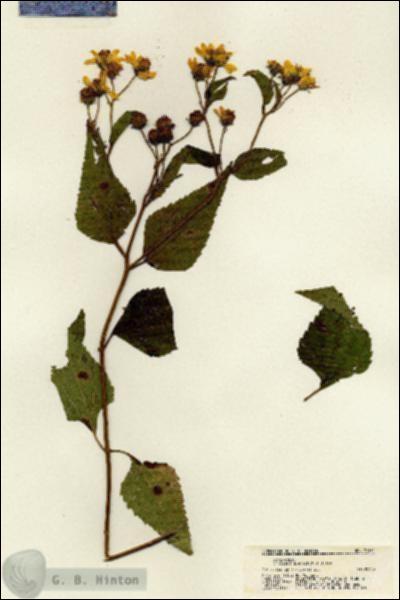 URN_catalog_HBHinton_herbarium_21375.jpg.jpg