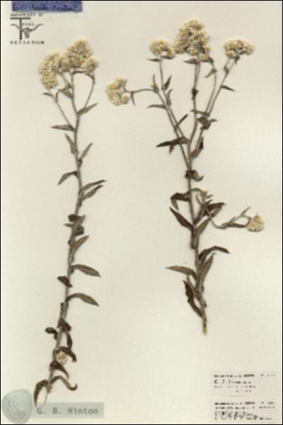 URN_catalog_HBHinton_herbarium_26317.jpg.jpg