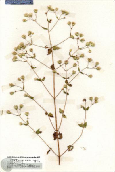 URN_catalog_HBHinton_herbarium_19979.jpg.jpg