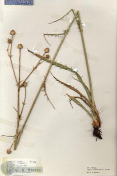 URN_catalog_HBHinton_herbarium_19217.jpg.jpg