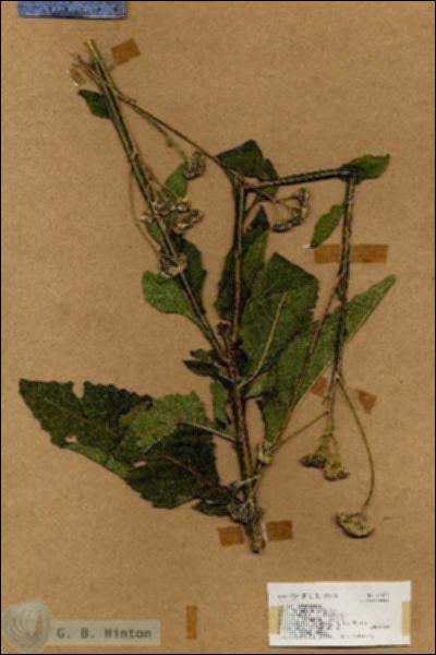 URN_catalog_HBHinton_herbarium_17425.jpg.jpg