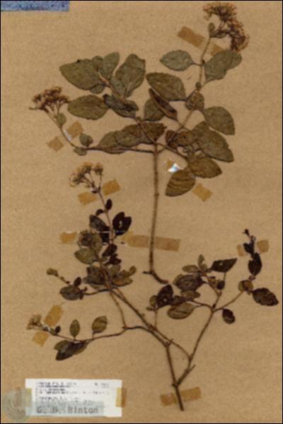 URN_catalog_HBHinton_herbarium_18612.jpg.jpg