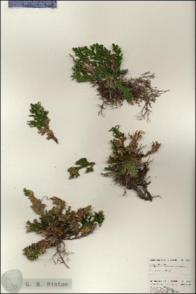 URN_catalog_HBHinton_herbarium_25037.jpg.jpg