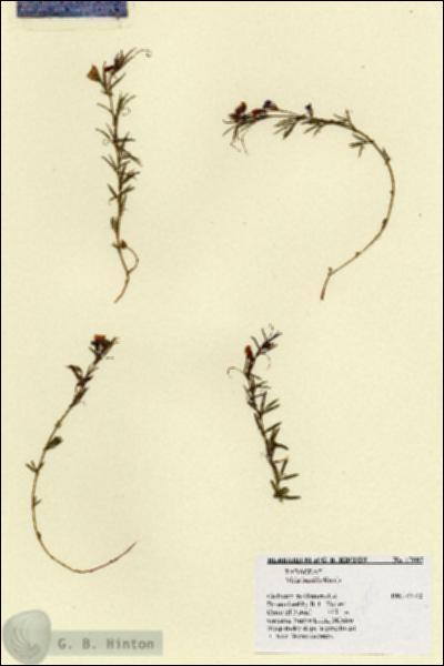 URN_catalog_HBHinton_herbarium_17005.jpg.jpg