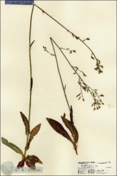 URN_catalog_HBHinton_herbarium_22295.jpg.jpg
