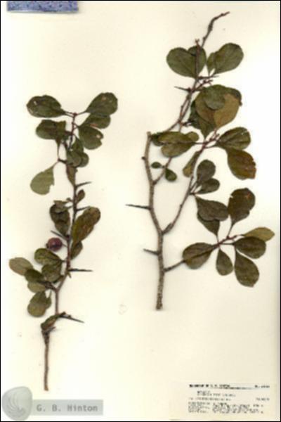 URN_catalog_HBHinton_herbarium_21323.jpg.jpg