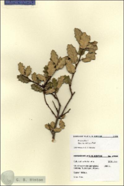 URN_catalog_HBHinton_herbarium_27896.jpg.jpg