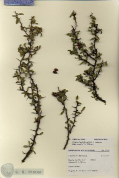 URN_catalog_HBHinton_herbarium_27559.jpg.jpg