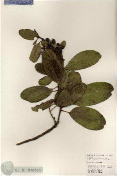 URN_catalog_HBHinton_herbarium_24816.jpg.jpg