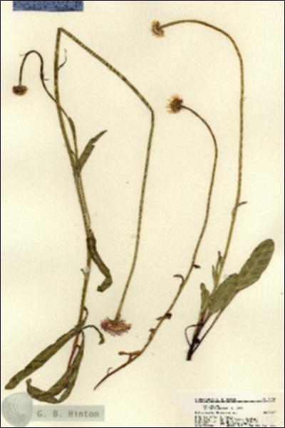 URN_catalog_HBHinton_herbarium_22150.jpg.jpg