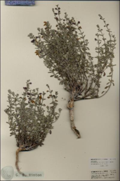 URN_catalog_HBHinton_herbarium_21760.jpg.jpg