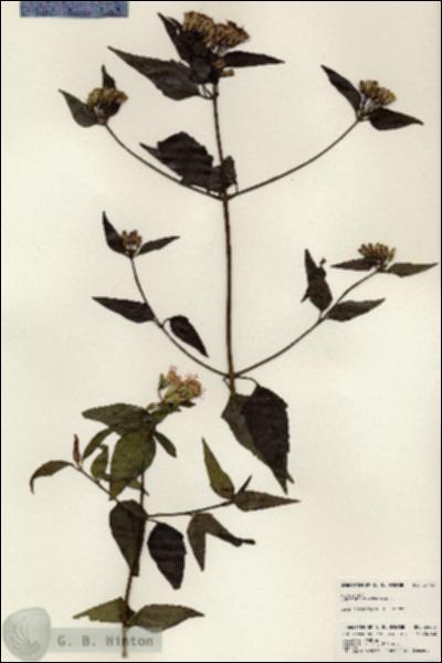 URN_catalog_HBHinton_herbarium_24453.jpg.jpg