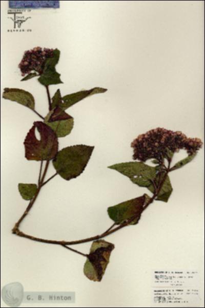 URN_catalog_HBHinton_herbarium_26124.jpg.jpg