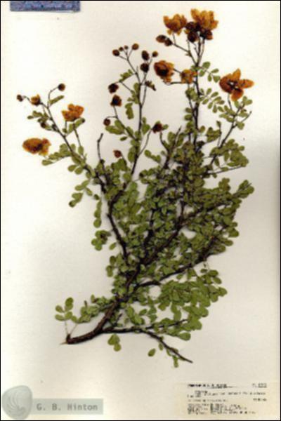 URN_catalog_HBHinton_herbarium_21118.jpg.jpg
