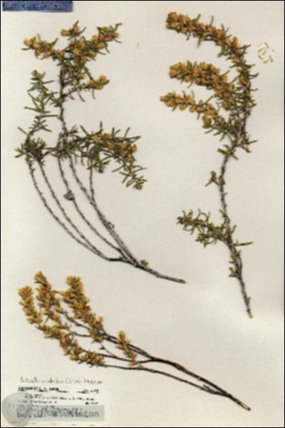 URN_catalog_HBHinton_herbarium_20231.jpg.jpg