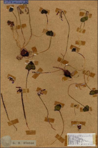 URN_catalog_HBHinton_herbarium_17547.jpg.jpg