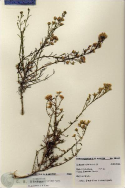 URN_catalog_HBHinton_herbarium_28447.jpg.jpg