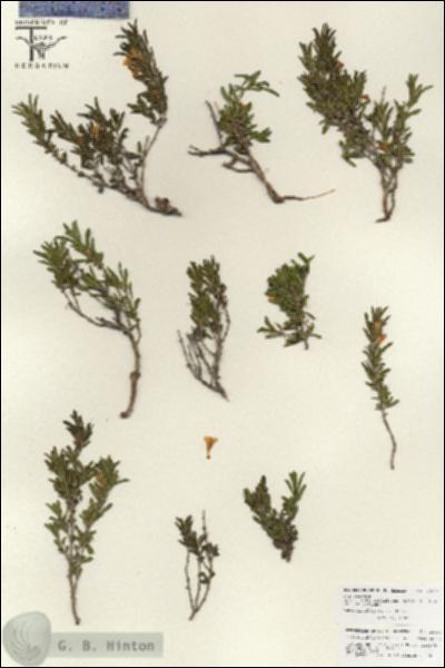 URN_catalog_HBHinton_herbarium_25861.jpg.jpg