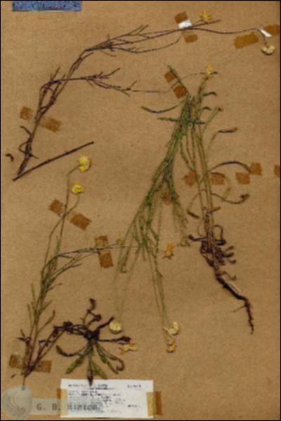 URN_catalog_HBHinton_herbarium_18620.jpg.jpg