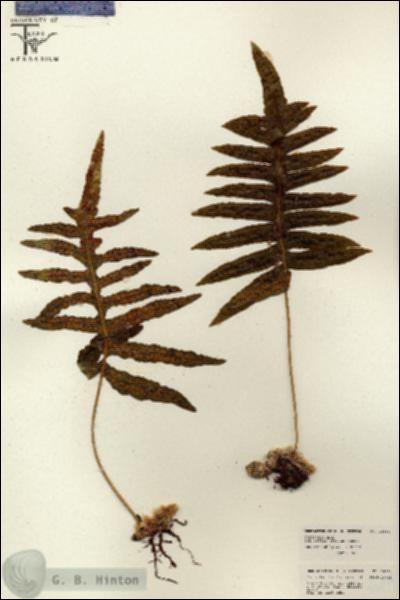 URN_catalog_HBHinton_herbarium_26194.jpg.jpg
