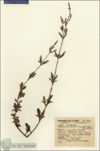 URN_catalog_HBHinton_herbarium_11991.jpg.jpg