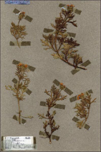 URN_catalog_HBHinton_herbarium_17254.jpg.jpg