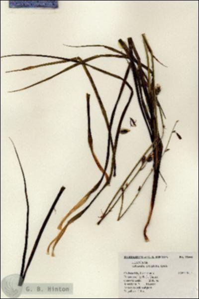 URN_catalog_HBHinton_herbarium_19009.jpg.jpg