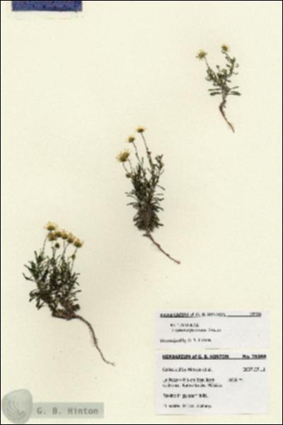 URN_catalog_HBHinton_herbarium_28588.jpg.jpg
