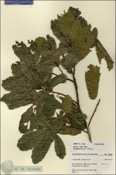 URN_catalog_HBHinton_herbarium_27486.jpg.jpg