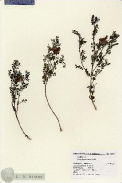 URN_catalog_HBHinton_herbarium_18989.jpg.jpg