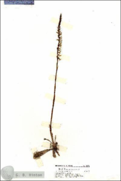 URN_catalog_HBHinton_herbarium_20174.jpg.jpg