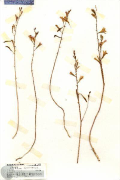URN_catalog_HBHinton_herbarium_19333.jpg.jpg