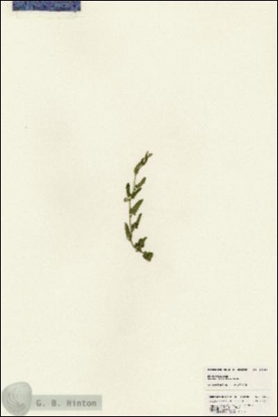URN_catalog_HBHinton_herbarium_25369.jpg.jpg